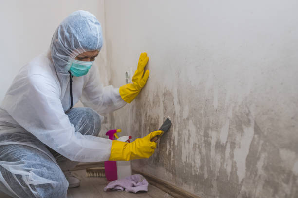 Best Mold Damage Repair  in Fairmount, IN