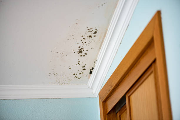 Best Office Mold Removal Services  in Fairmount, IN
