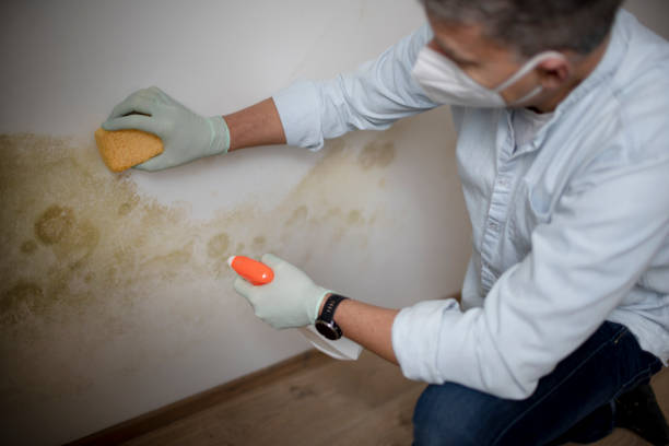 Best Attic Mold Removal  in Fairmount, IN