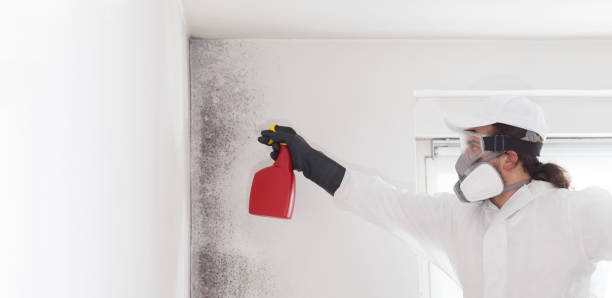 Best Commercial Mold Removal  in Fairmount, IN