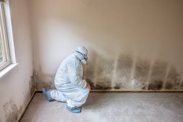 Best Mold Cleaning Services  in Fairmount, IN